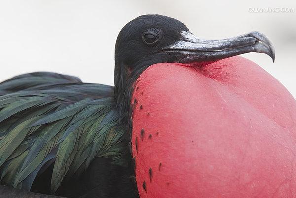  p>小军舰鸟(学名: i>fregata minor /i>):为 a target="_blank" href