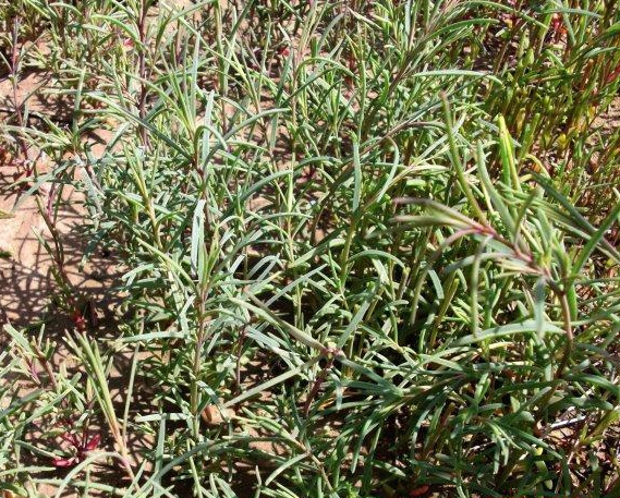 p>盐蒿(学名: i>artemisia halodendron /i> turcz. ex bess.