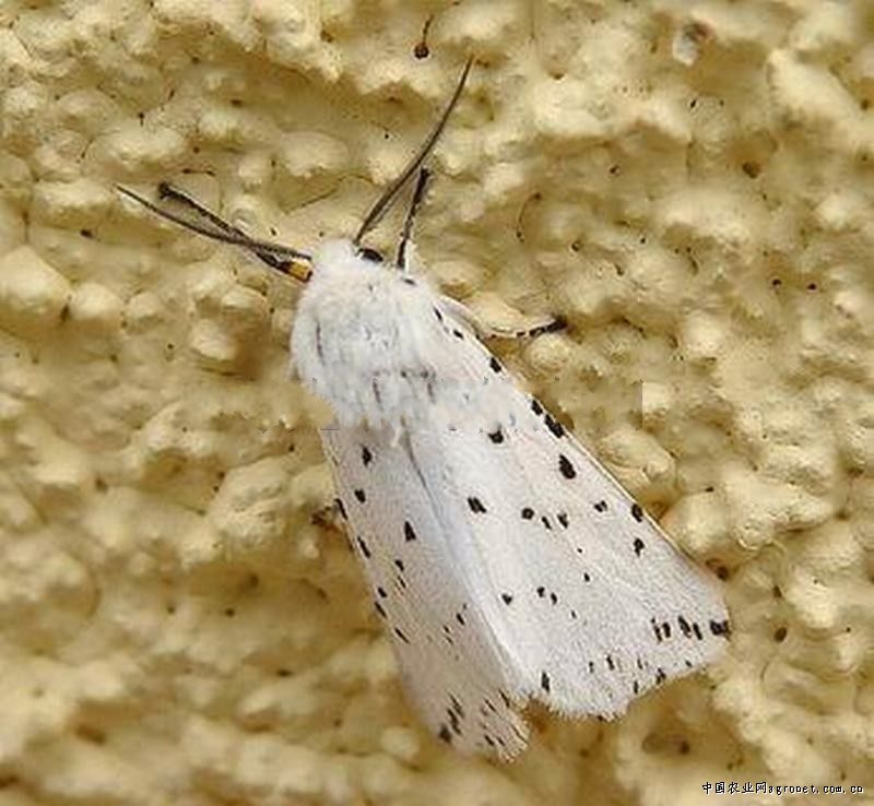 p>星白雪灯蛾,spilosoma menthastri (esper),为 a href="#" data