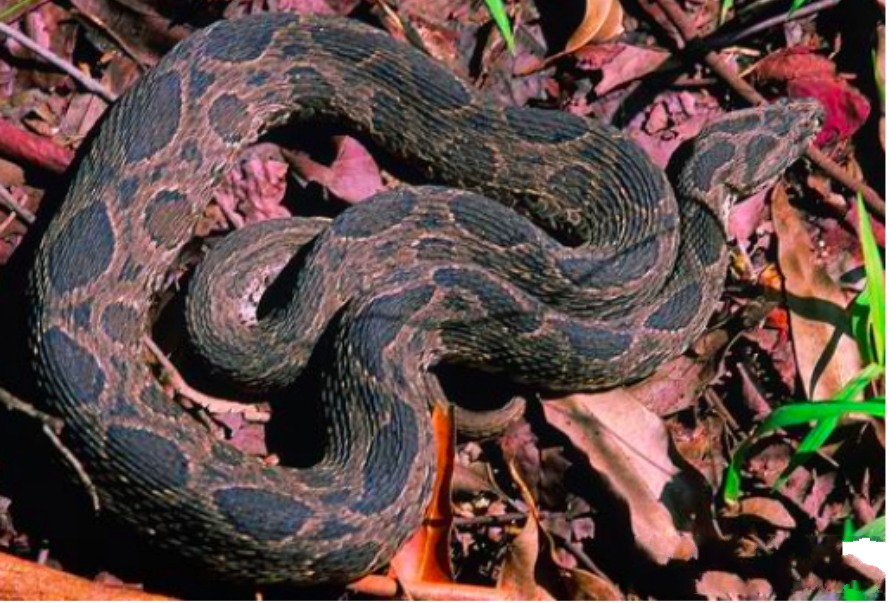  p>圆斑蝰(学名: i>daboia russelii siamensis /i>),又称百步金钱豹