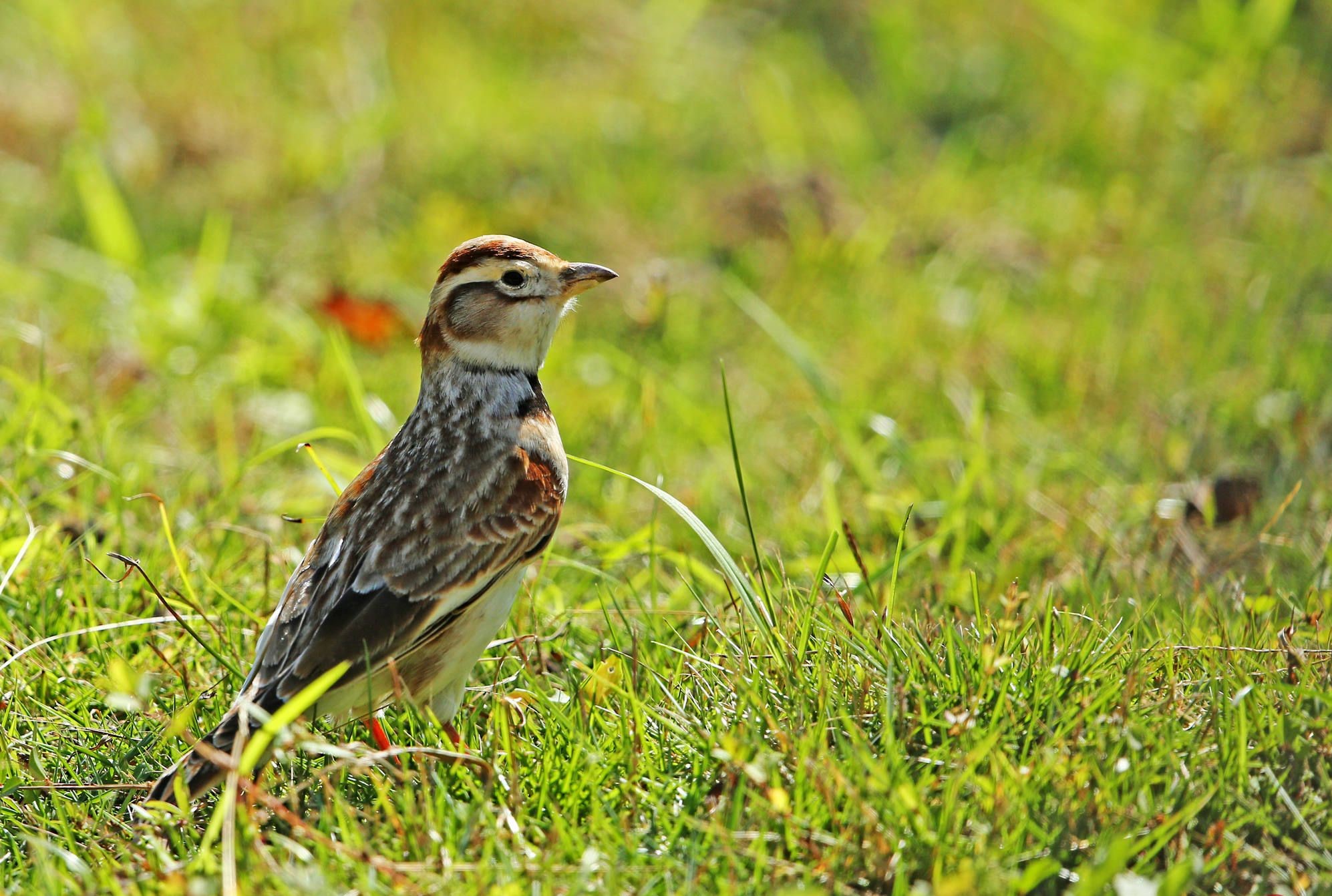 p>二斑百灵(学名:melanocorypha bimaculata)为百灵科百灵属的鸟类.