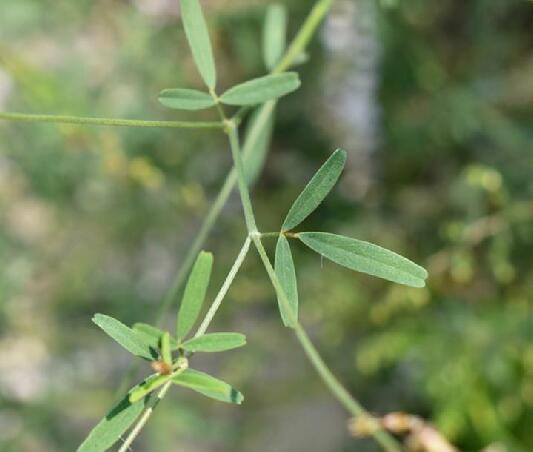  p>草木樨状黄耆(学名: i>astragalus melilotoides /i> pall.