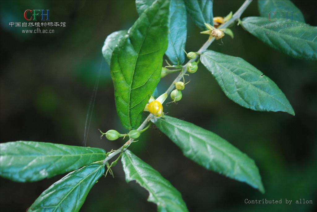  p>鹊肾树属(学名:streblus lour.