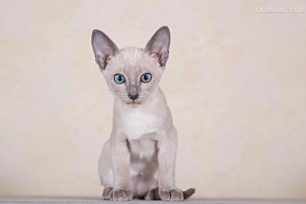tonkinese