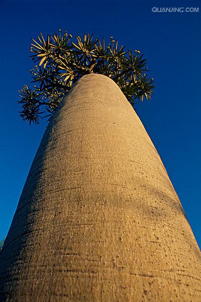 夹竹桃科/5481885" data-lemmaid="5481885">夹竹桃科 /a>,棒槌树属 a