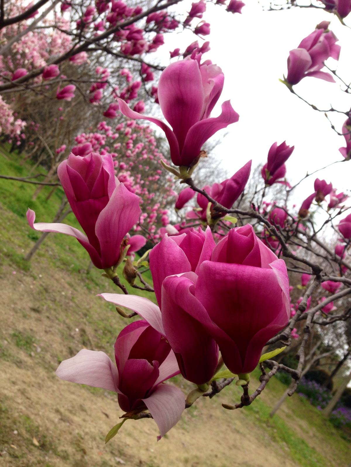  p>紫玉兰(学名: i>magnolia liliflora  /i>desr.