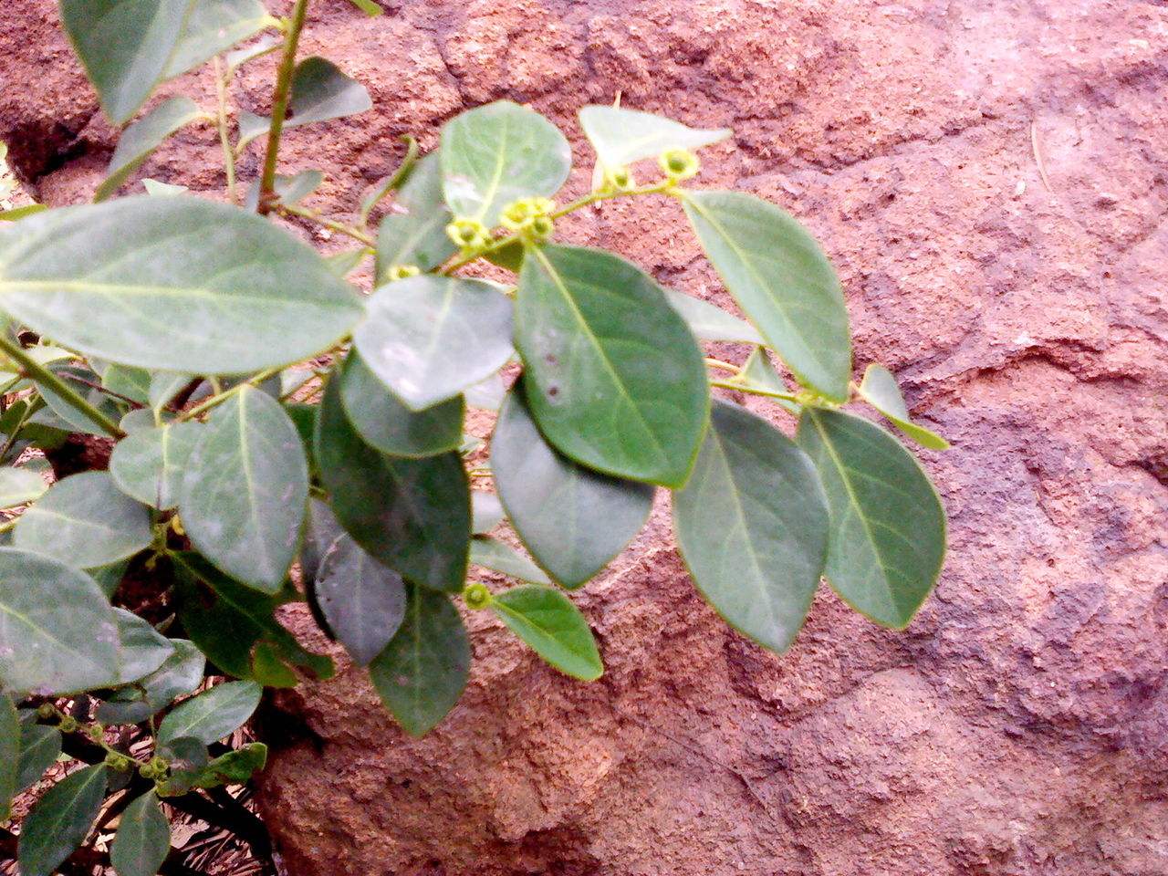 hook. f.)是叶下珠科黑面神属植物.