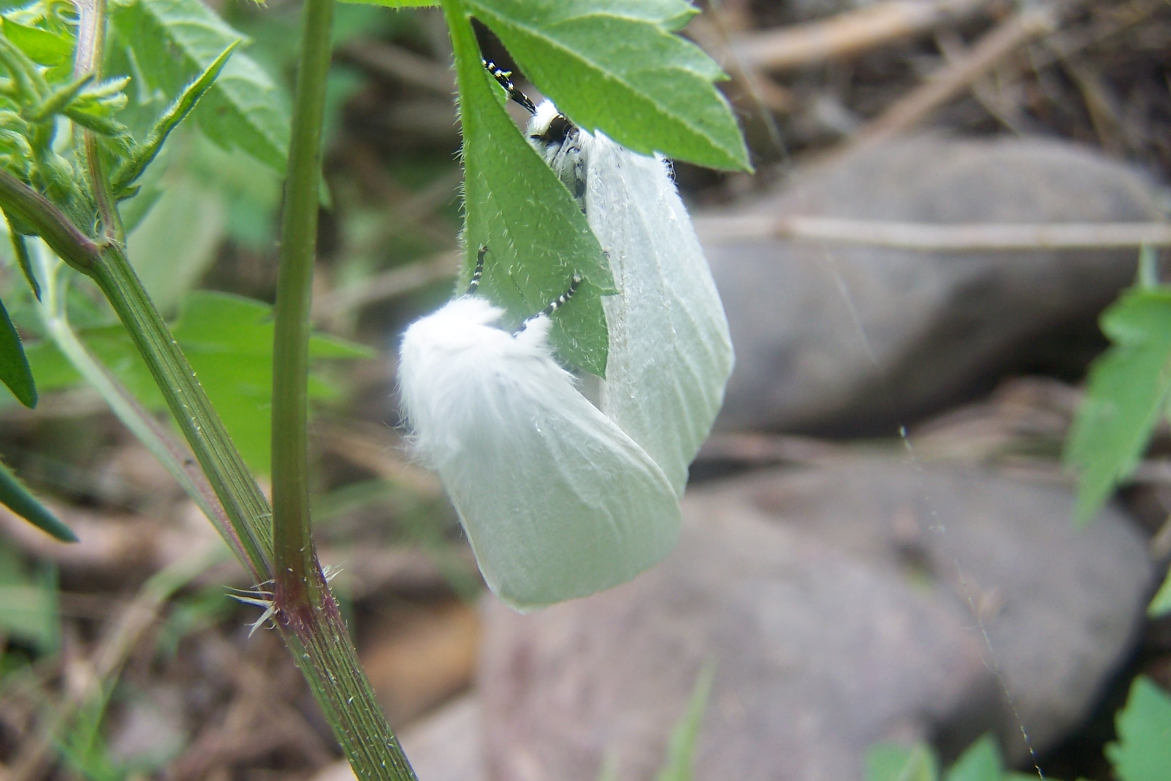 ">鳞翅目 /a>, a href="#" data-lemmaid="6243720">毒蛾科 /a>