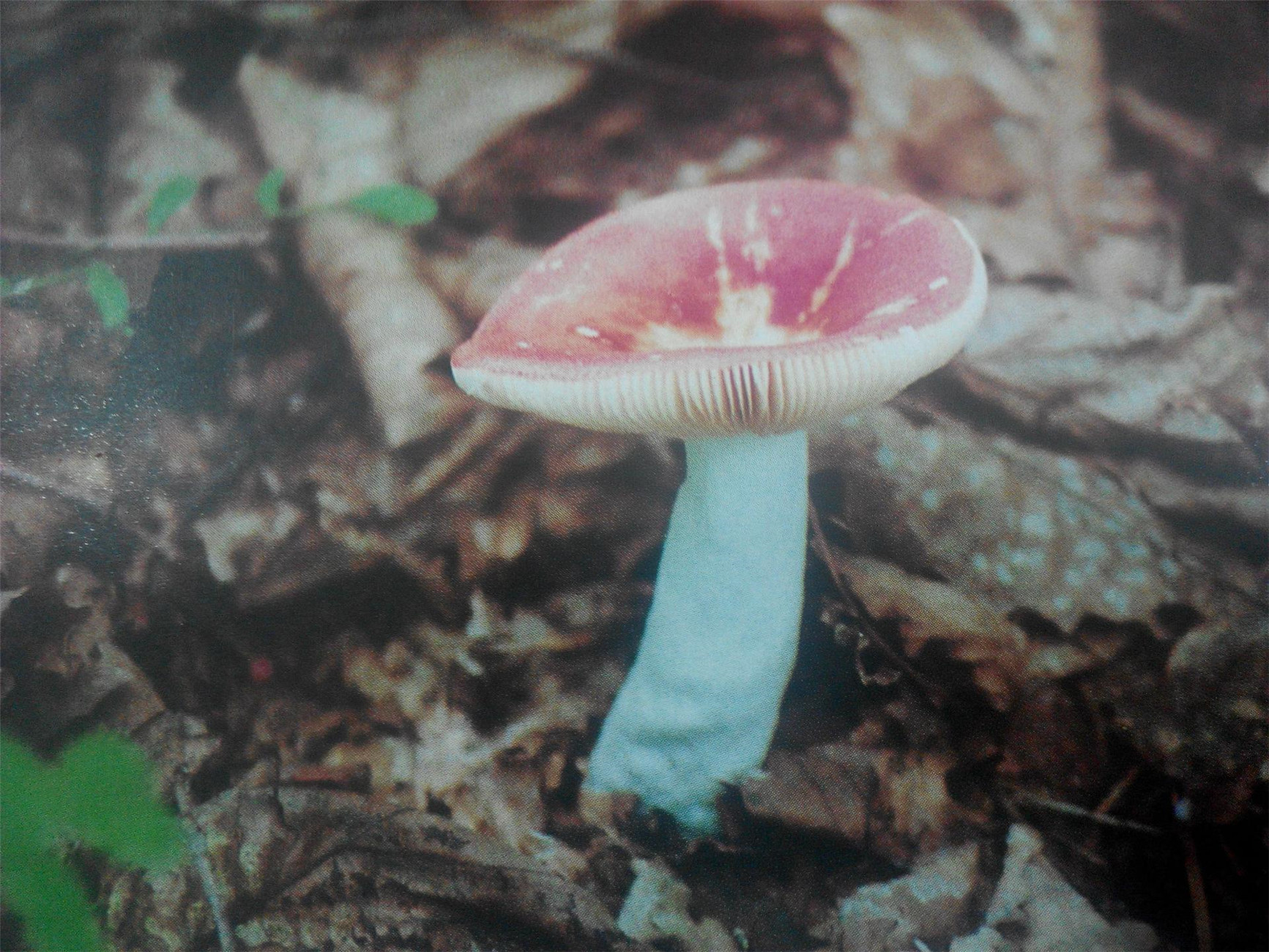  p>毒红菇,又名呕吐红菇,外观与 a href="#" data-lemmaid="2102977">