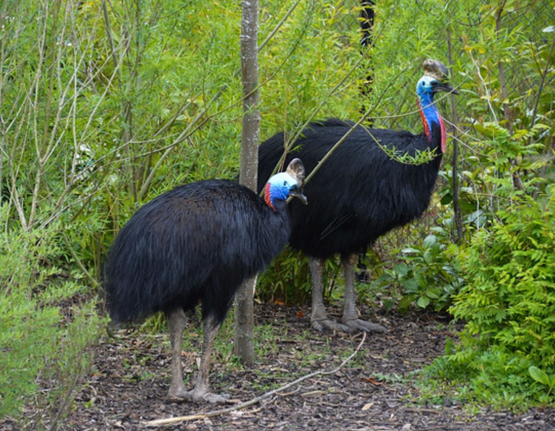  p>双垂鹤鸵(学名: i>casuarius casuarius /i>):是鸟纲,鹤鸵科的 a