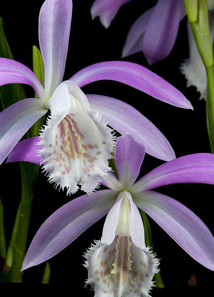  p>台湾独蒜兰(学名: i>pleione formosana  /i