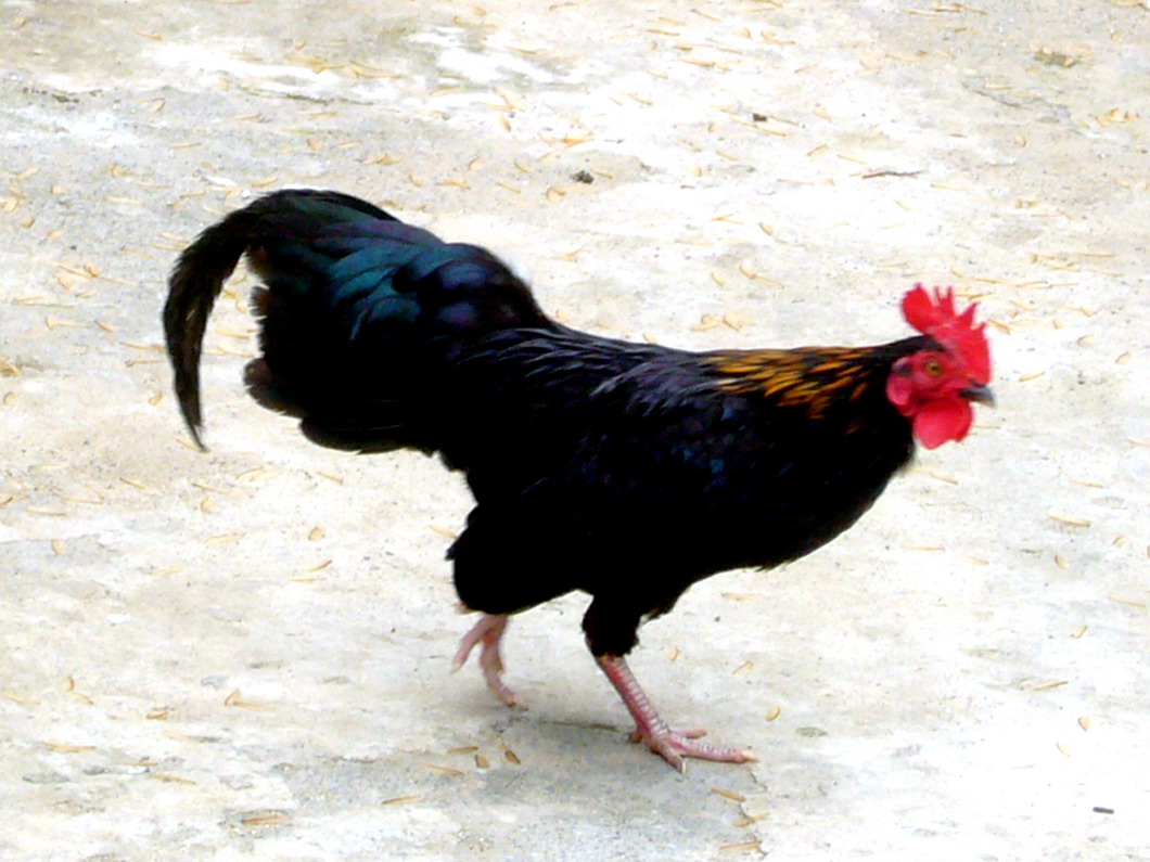  p>原鸡海南亚种(学名: i>gallus gallus jabouillei /i>)是 a target