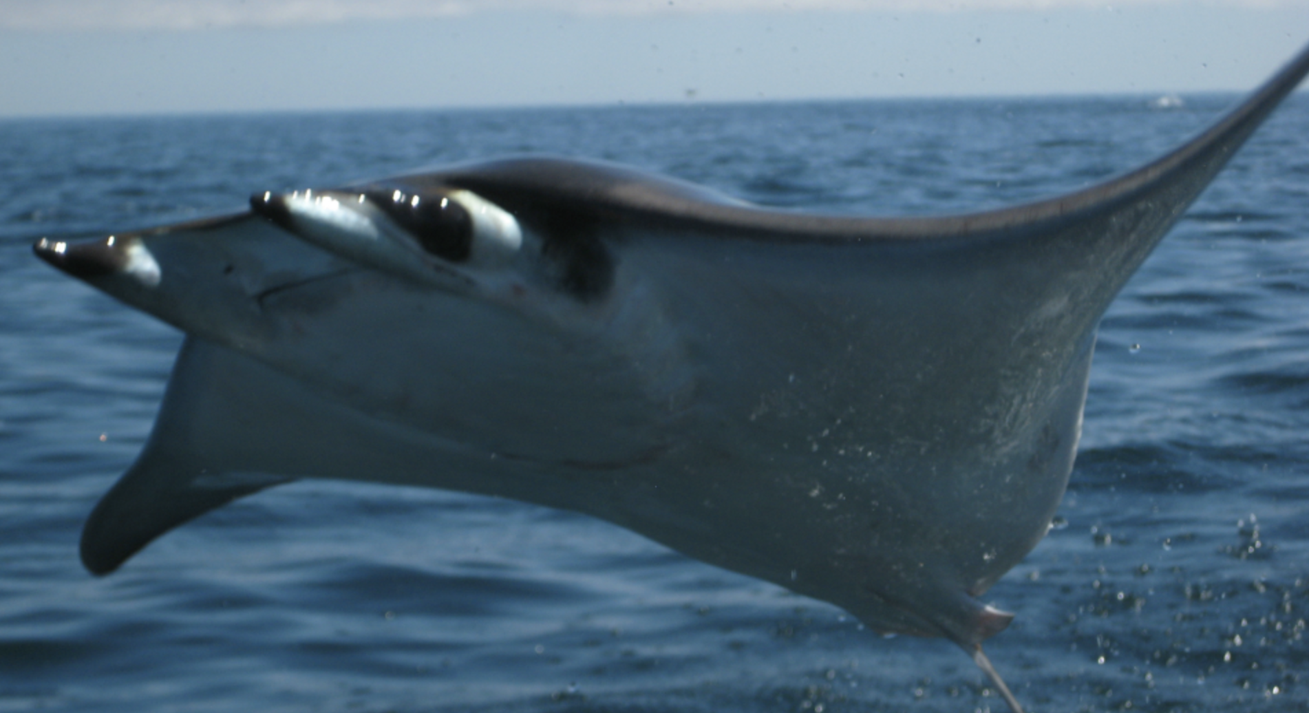  p>日本蝠鲼(学名: i>mobula japanica /i>)是蝠鲼科,蝠鲼属的一种