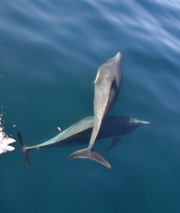  p>长吻真海豚(学名: i>delphinus capensis /i>)基本外形与 a target