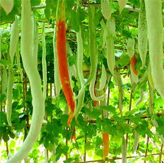  p>蛇瓜(拉丁学名: i>trichosanthes anguina  /i>l.