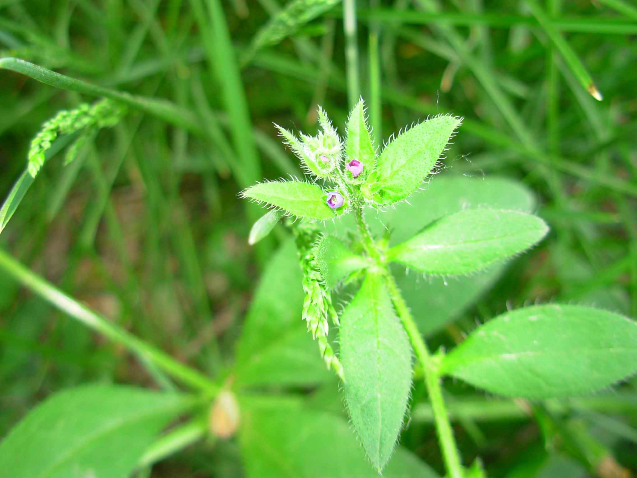  p>鹤虱属( a target="_blank" href="/item/学名/8074290" data