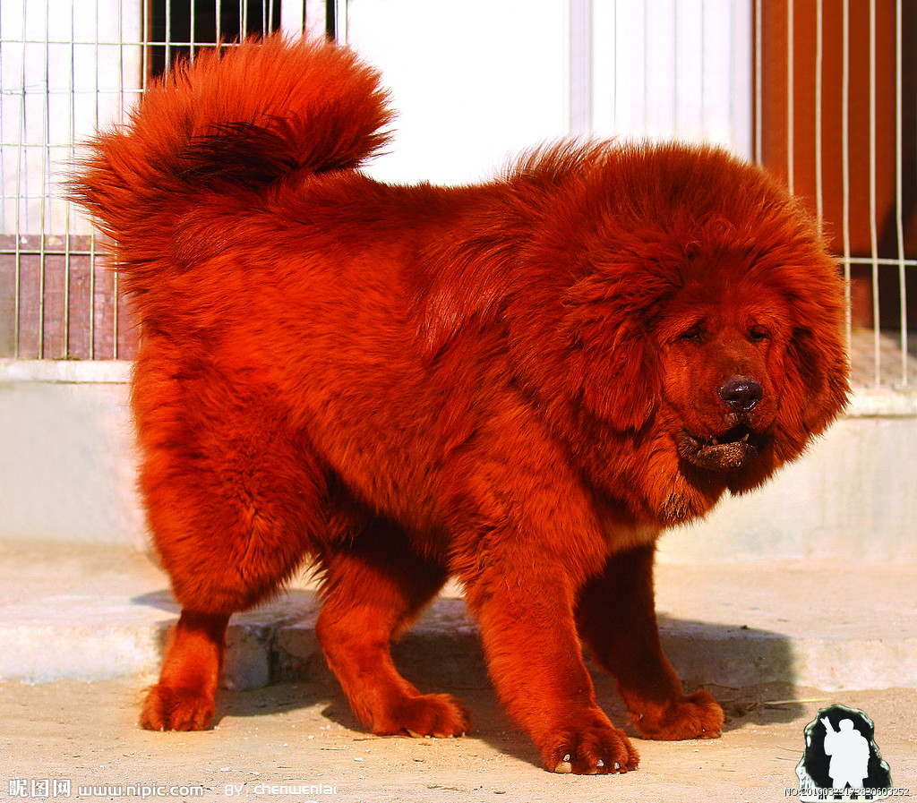tibetan mastiff