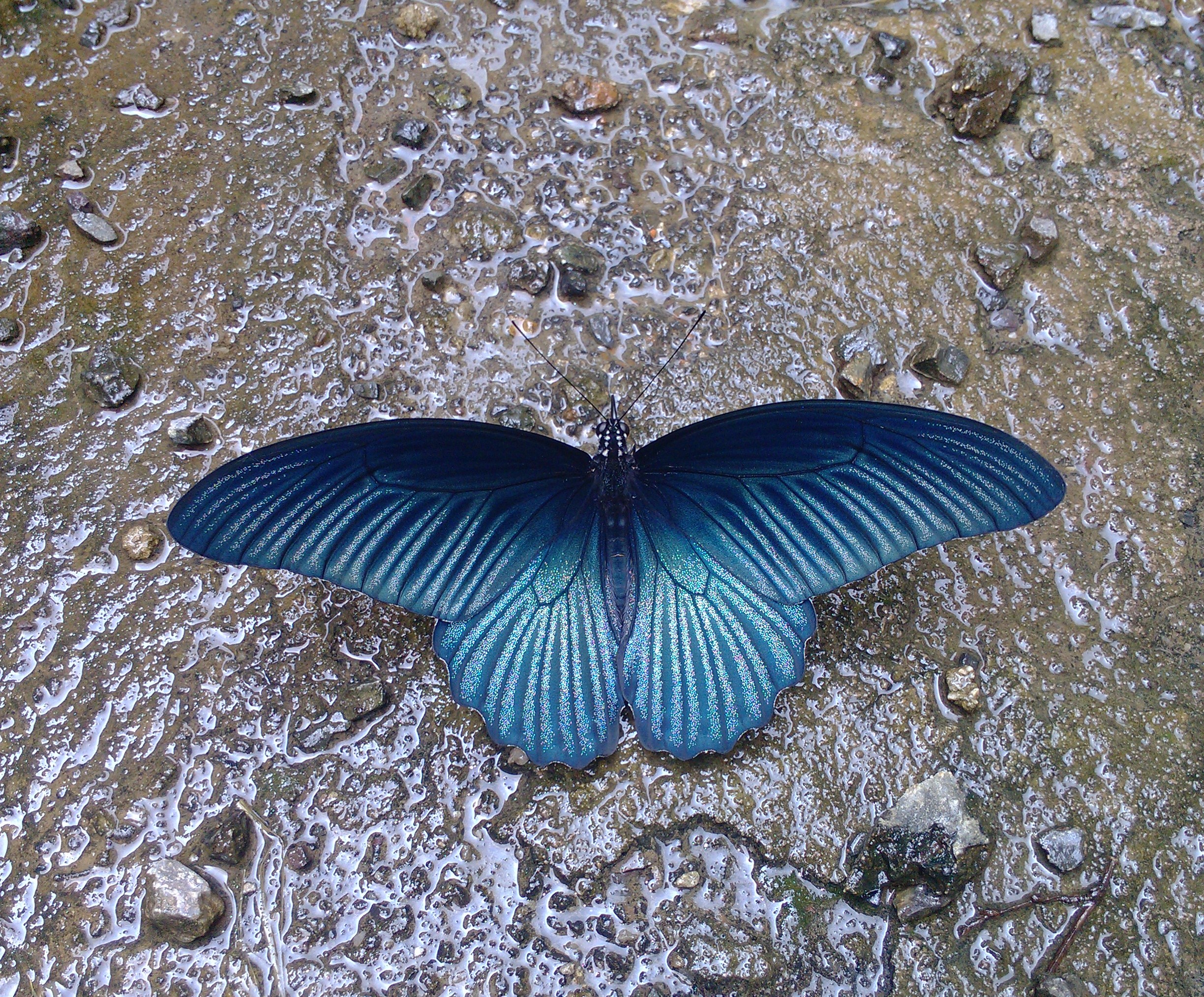  p>美凤蝶(papiliomemnon)又名多型凤蝶,是一种雌雄异型的蝴蝶.