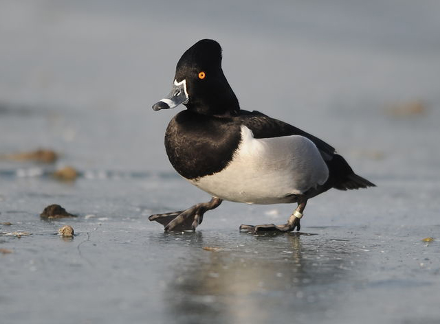  p>环颈潜鸭(学名: i>aythya collaris /i>):是雁形目鸭科潜鸭属的