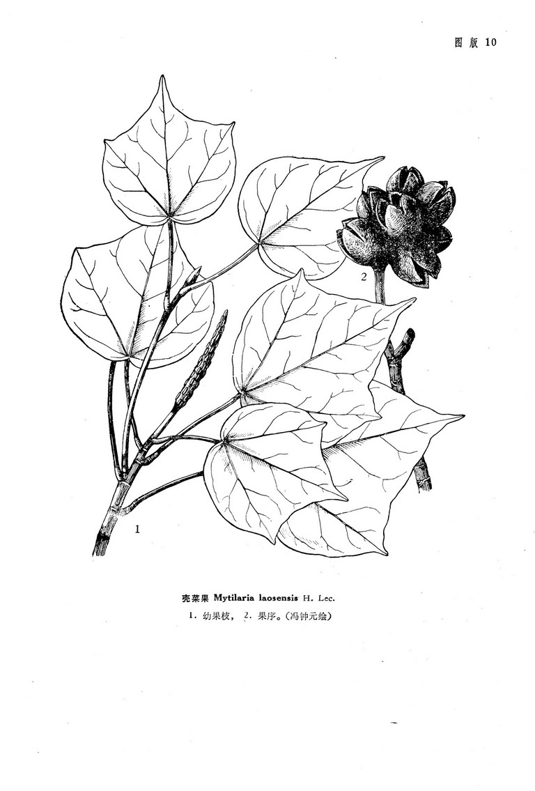 是金缕梅科壳菜果属植物,常绿乔木,高达30米;小枝粗壮,无毛,节膨大