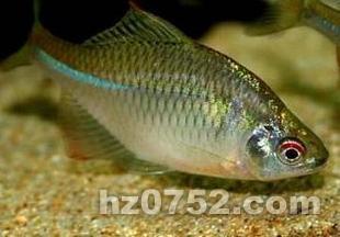  p>旁皮鱼之饲养前面已经说过,旁皮的品种很多发光. /p>
