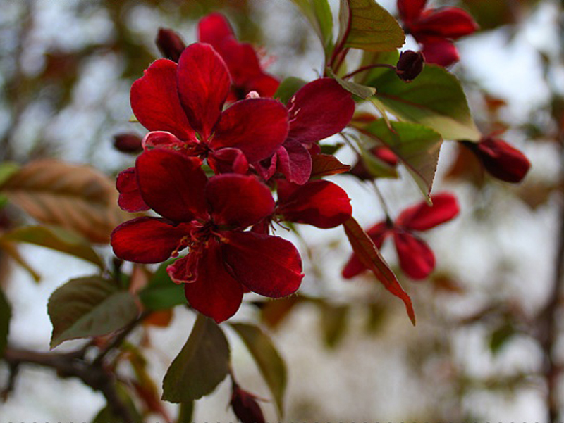  p> b>美国海棠(学名: /b> b> i>malus micromalus  /i> /b> b>cv.