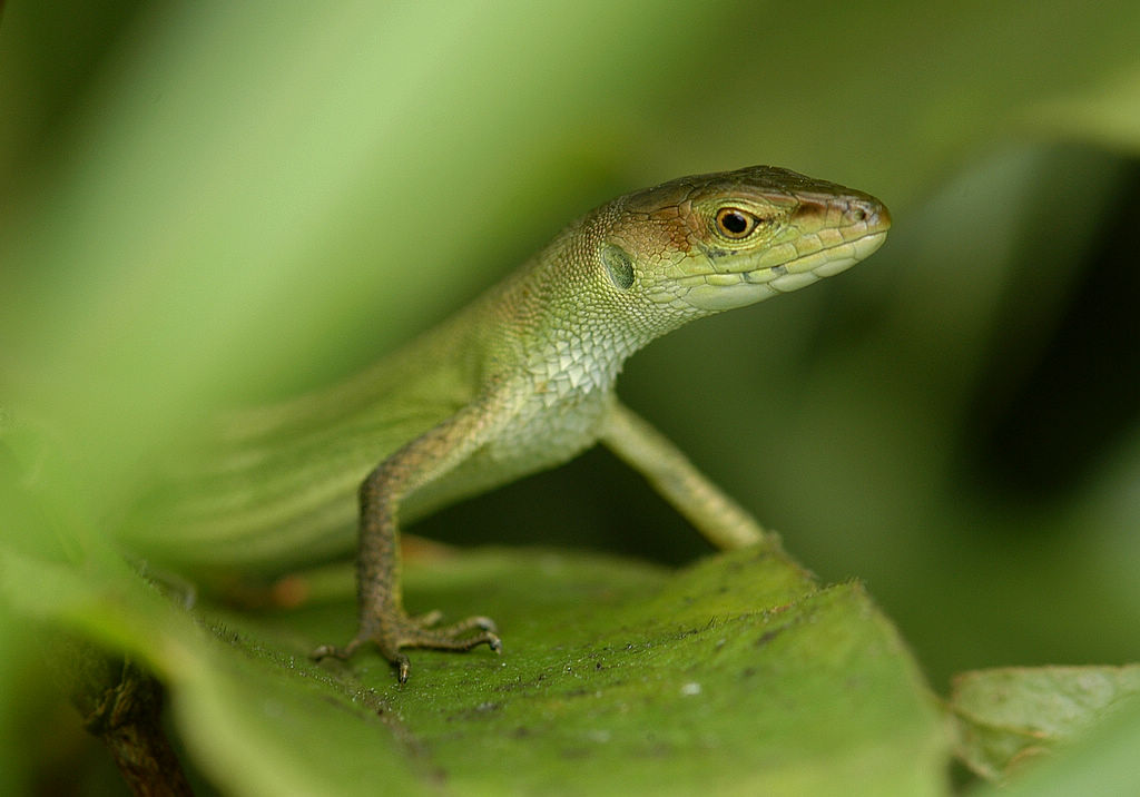  p>北草蜥(学名: i>takydromus septentrionalis /i>)是蜥蜴科,草蜥属