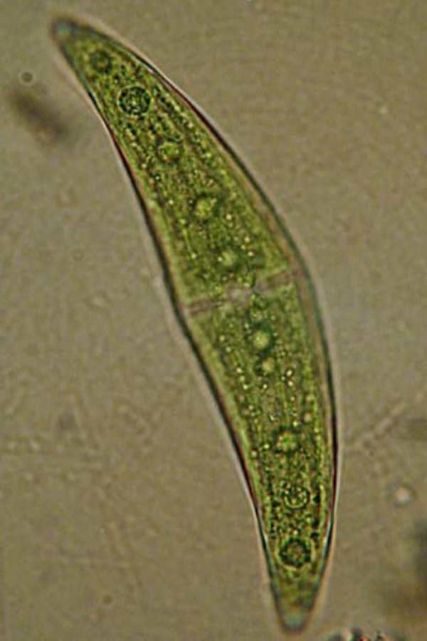  p>新月藻是单细胞生物,是 a target="_blank" href="/item/藻类