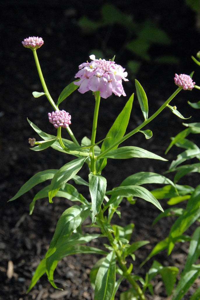  p>屈曲花(学名: i>iberis amara /i> l.