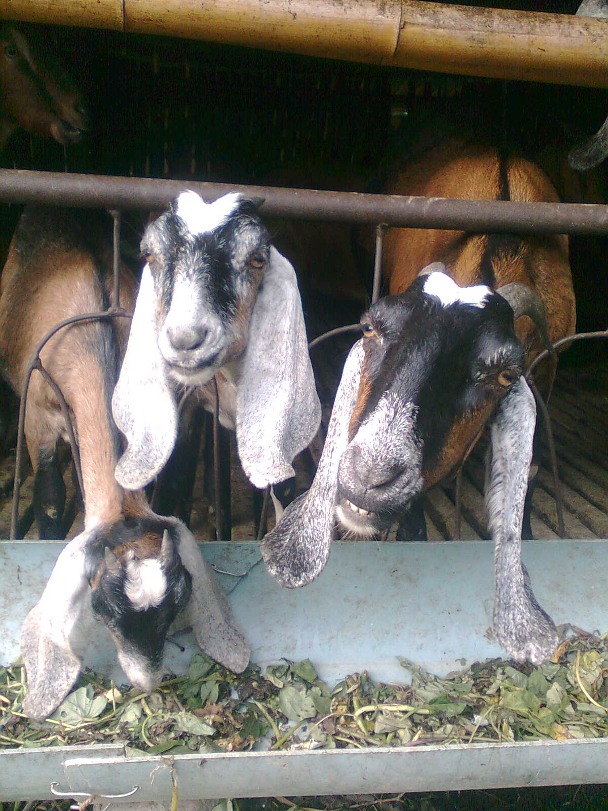  p>奶山羊,是乳用品种的 a href="#" data-lem