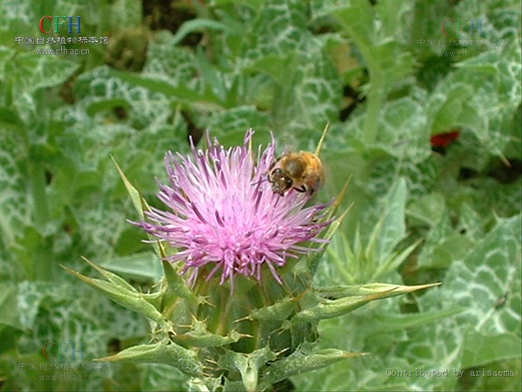  p>水飞蓟属(silybum adans.