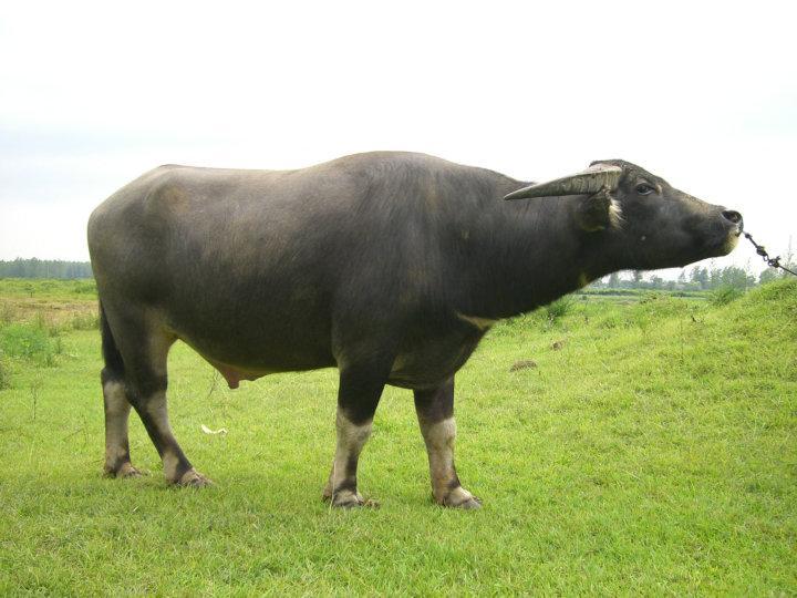 印度男子强奸母牛