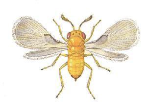 ="5613416">复眼 /a>都是红色的,属于膜翅目赤眼蜂科的一种寄生性昆虫