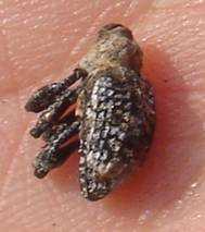  p data-id="gnwv2mjcxj">臭椿沟眶象(学名: i>eucryptorrhynchus