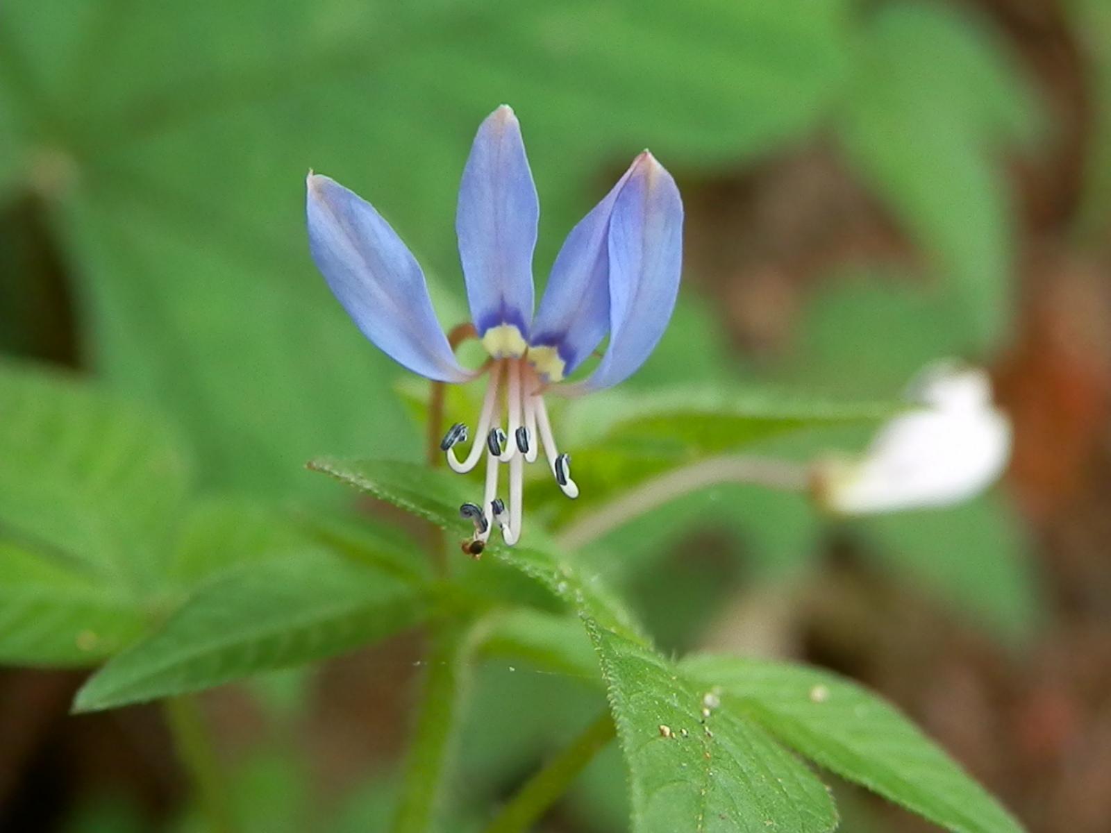 p>白花菜属(学名: i>gynandropsis gynandar /i> briq.