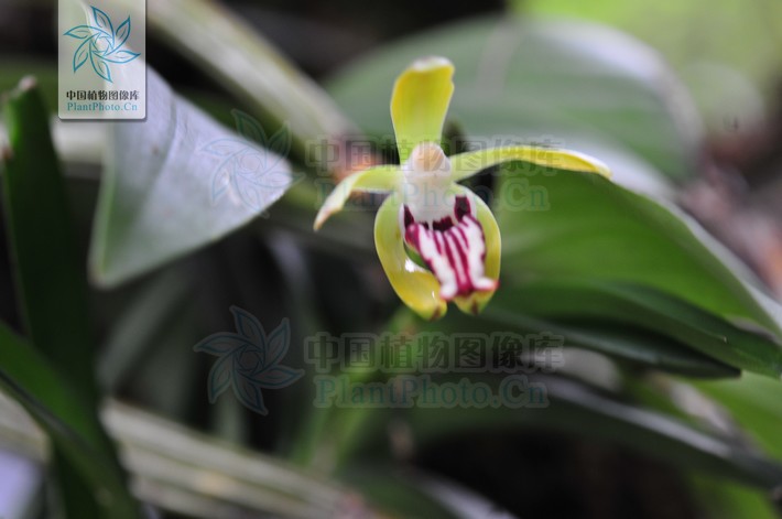  p>叉唇万代兰(拉丁学名: i>vanda cristata /i> lindl.