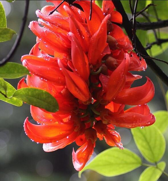  p>红玉藤(学名:mucuna bennettii)又名红花油麻藤, a target="_blank