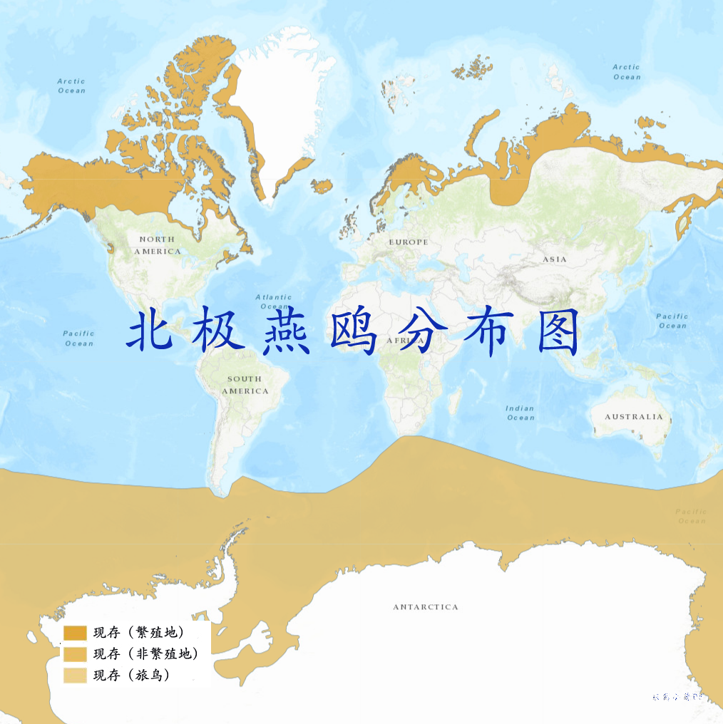  p>北极燕鸥(学名: i>sterna paradisaea /i>)是属于 a href="#" data