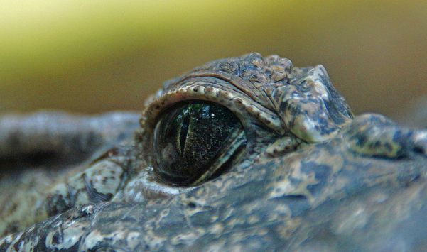  p>伊里安鳄(学名:crocodylus novaeguineae)是一种中型 a target="