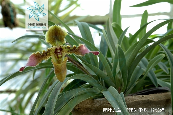  p>带叶兜兰(学名: i>paphiopedilum hirsutissimum /i> (lindl.