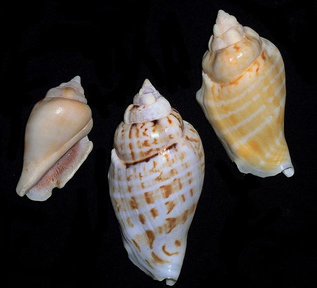  p>驼背凤凰螺(学名: i>gibberulus gibberulus gibbosus /i>):成贝长