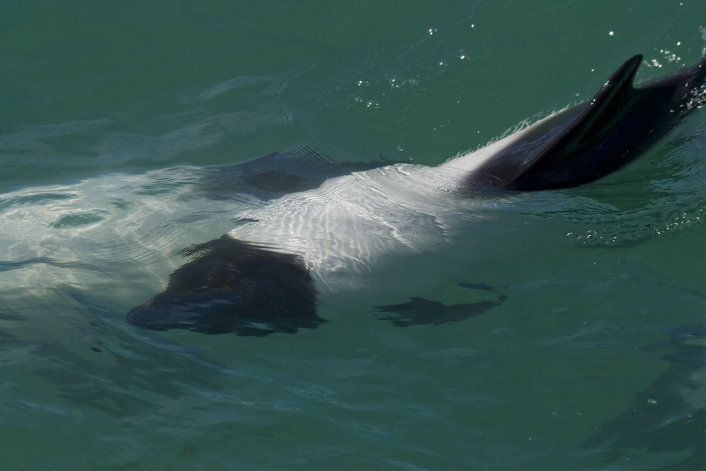  p>花斑喙头海豚是康氏矮海豚的俗称(学名: i>cephalorhynchus