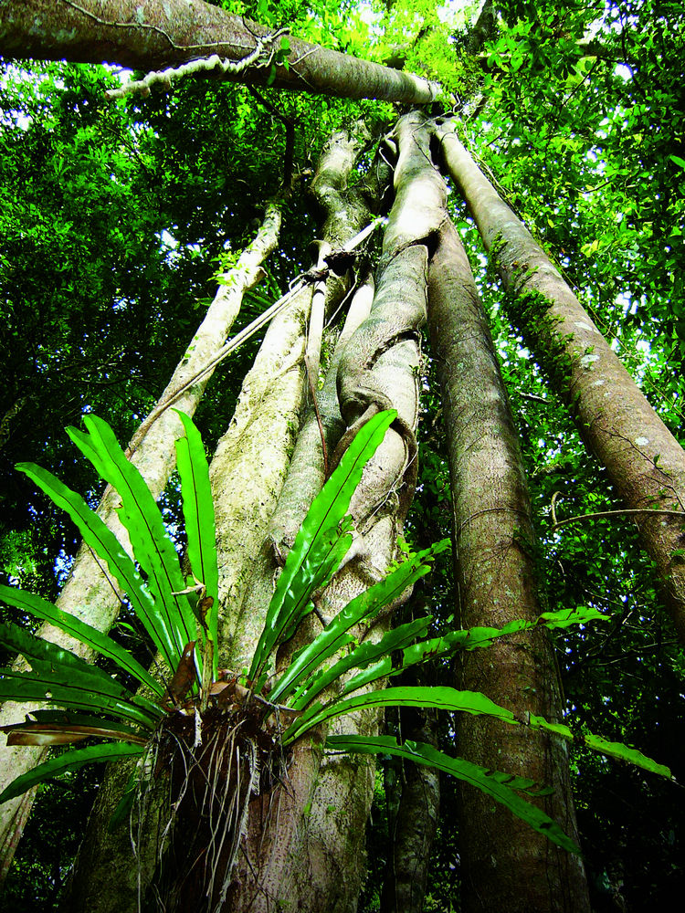  p>铁锤兰(drakaea glyptodon)是一种兰科植物.