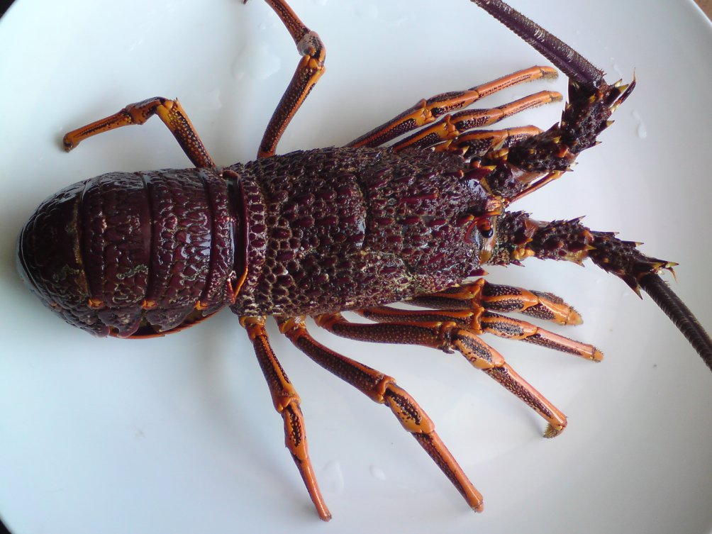 澳洲龙虾
