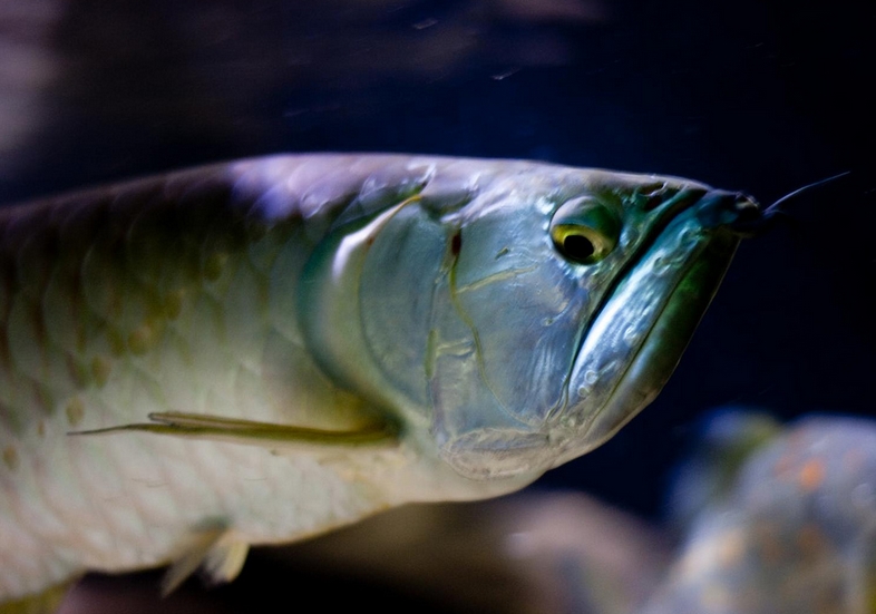  p>双须骨舌鱼(学名: i>osteoglossum bicirrhosum /i>):又名 a