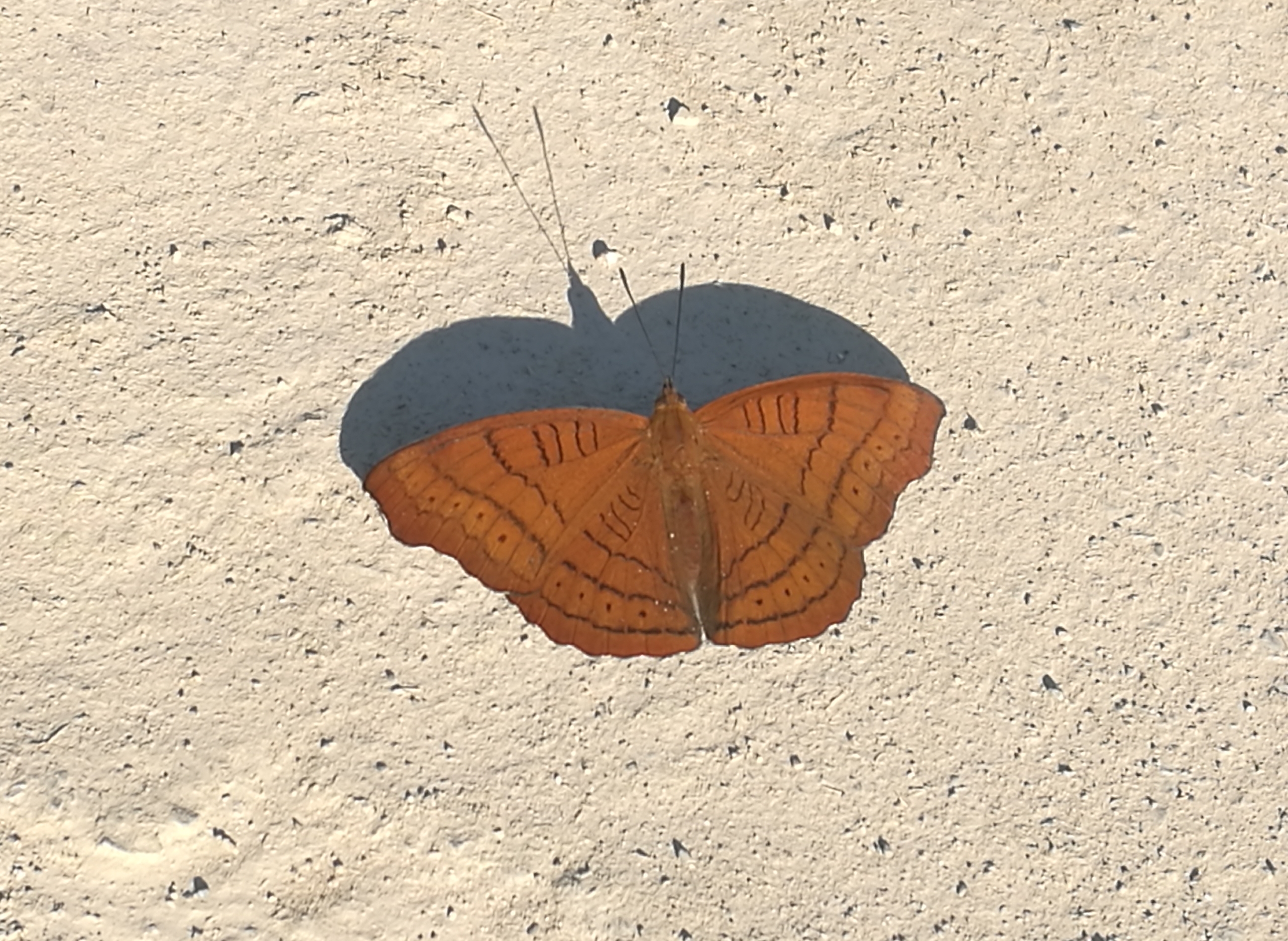  p>秀蛱蝶是一种 a target="_blank" href="/i