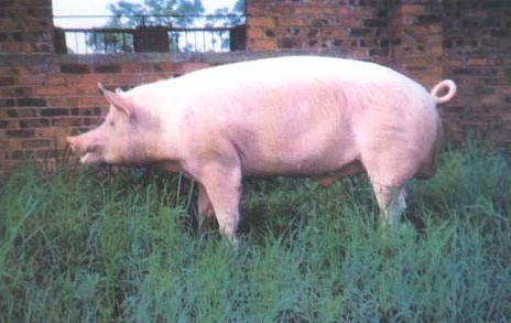 广西白猪
