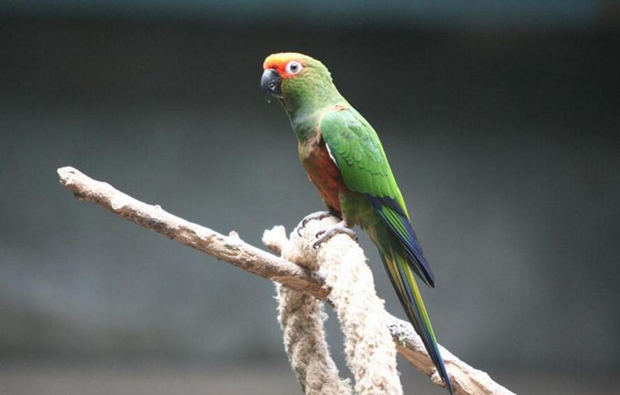 青绿锥尾鹦鹉墨西哥亚种