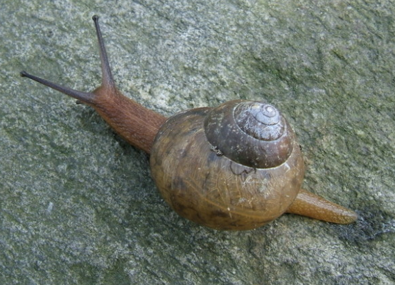 淡水蜗牛
