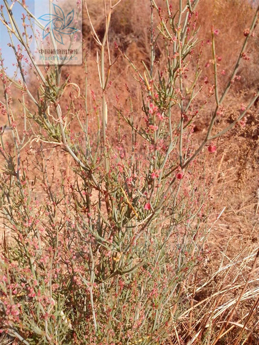  p>戟叶酸模,灌木植物,高50-90厘米.茎多分枝,老技木质.叶互生或簇生.